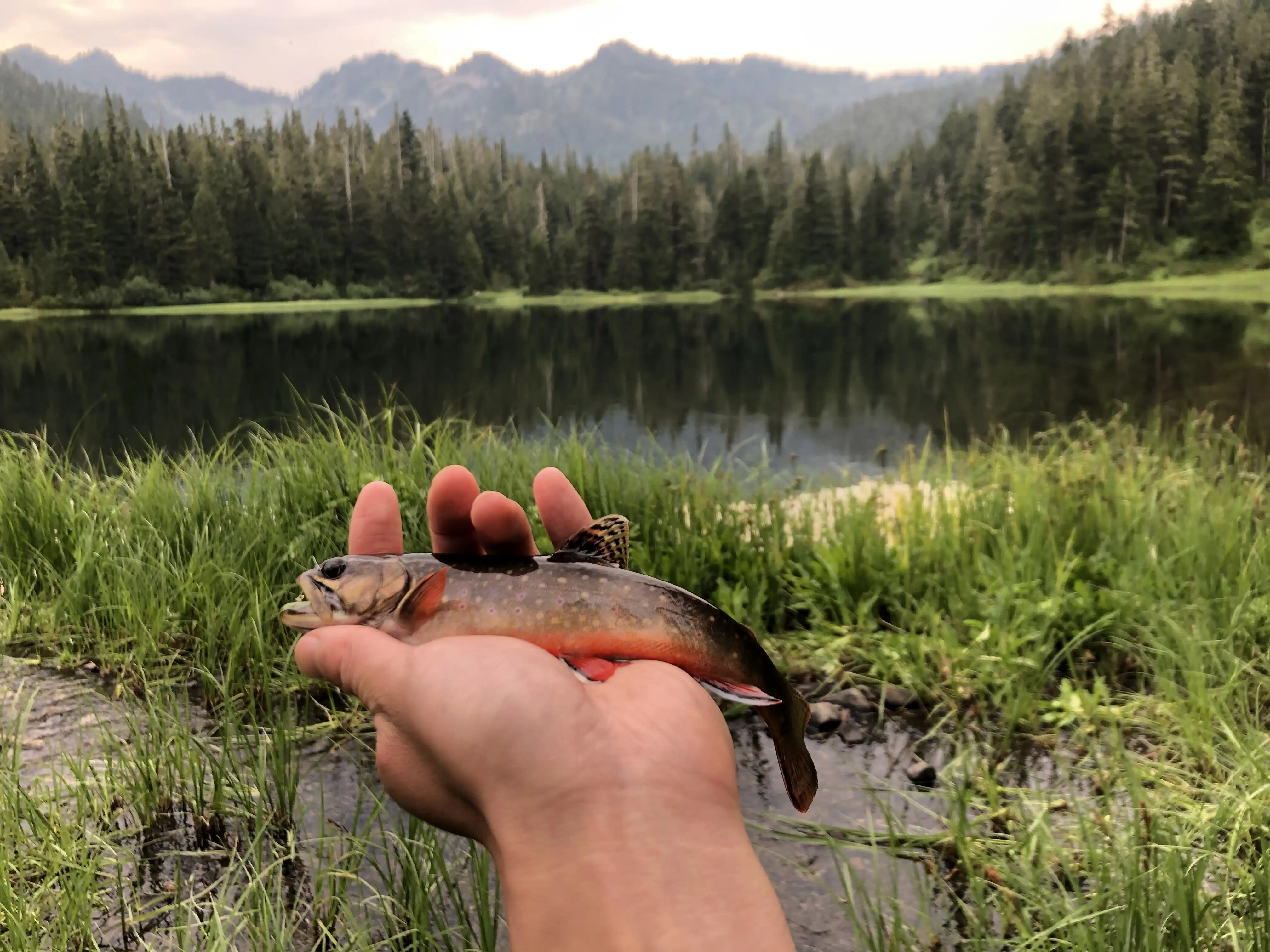 Deer Lake Trout