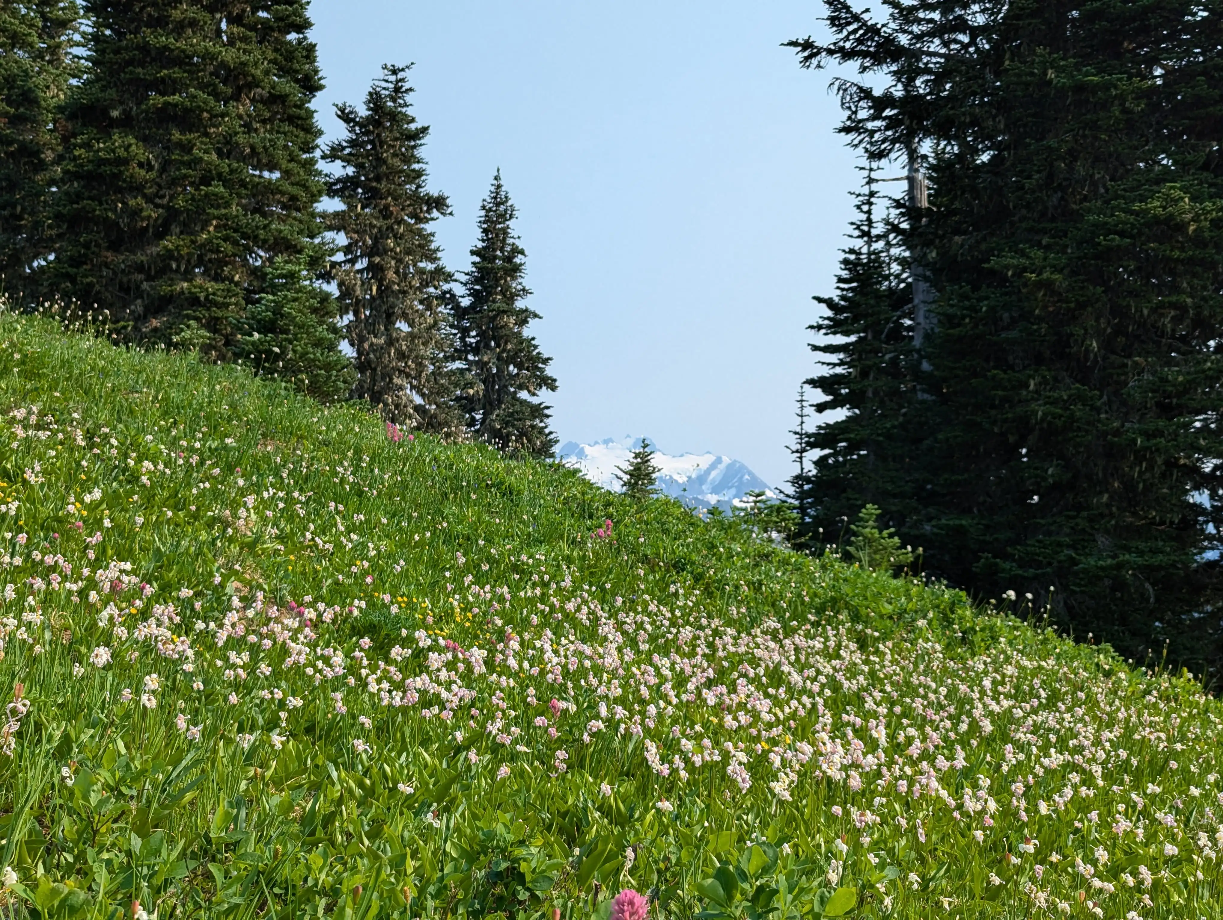 Flowers and Mount Olympus