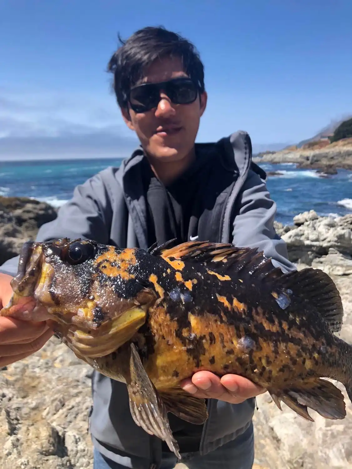 A black-and-yellow rockfish