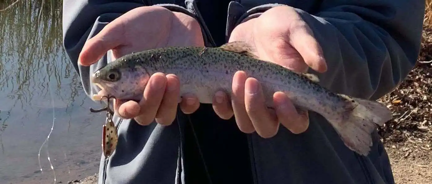 Bay Area Trout Fishing