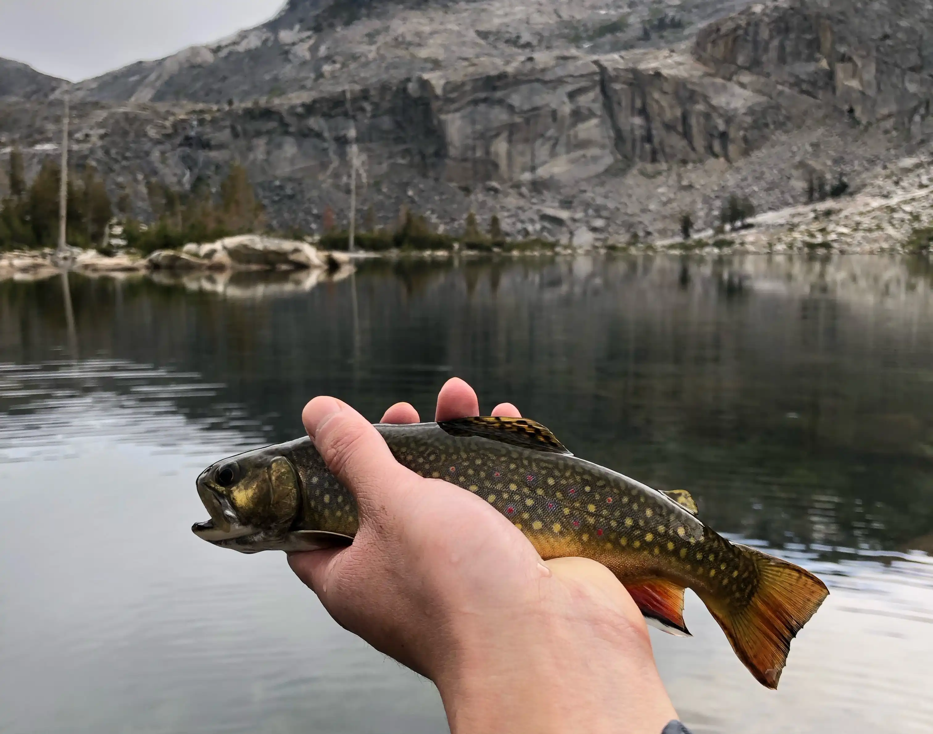 A nice brookie off a fly at Lower Twin Lake