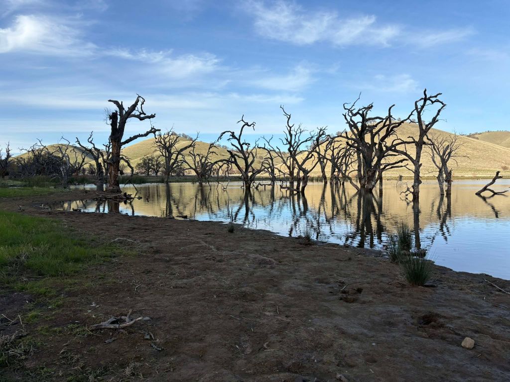 Flooded trees at Los Vaqueros