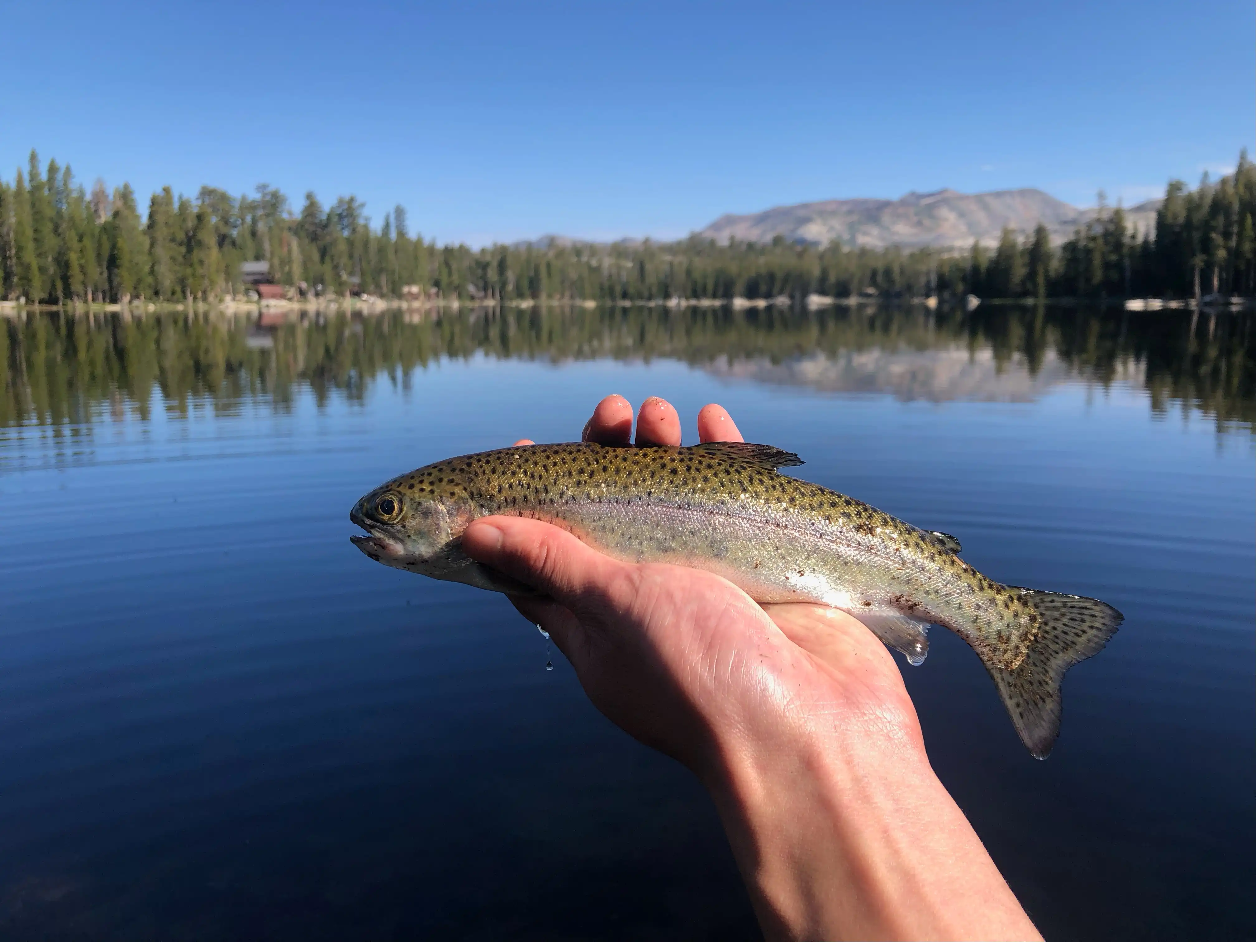 A small rainbow caught off Powerbait at Wrights Lake